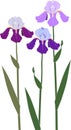 Three purple and blue iris flowers